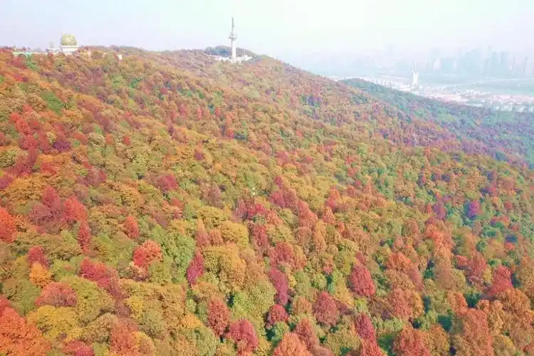 湖湘自然历丨秋色染树梢独叹枫香林,寒来好颜色_腾讯新闻