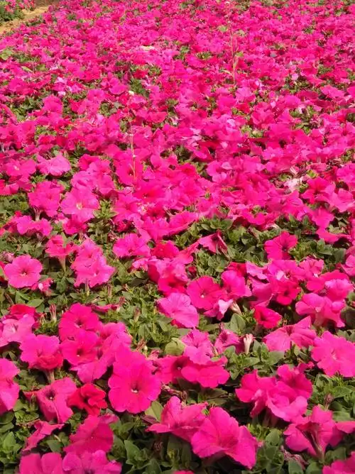 各种草花,竭诚为您服务!各级政府,机关,企事业单位,欢迎选购!