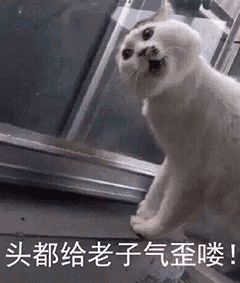 表情| 一些猫咪表情包