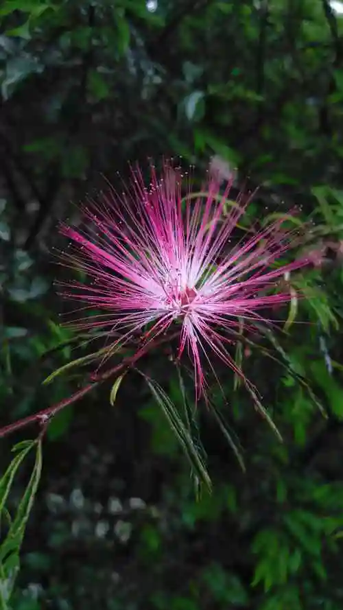 夏天到了花草树怎么样 夏天到的花草树木有什么变化