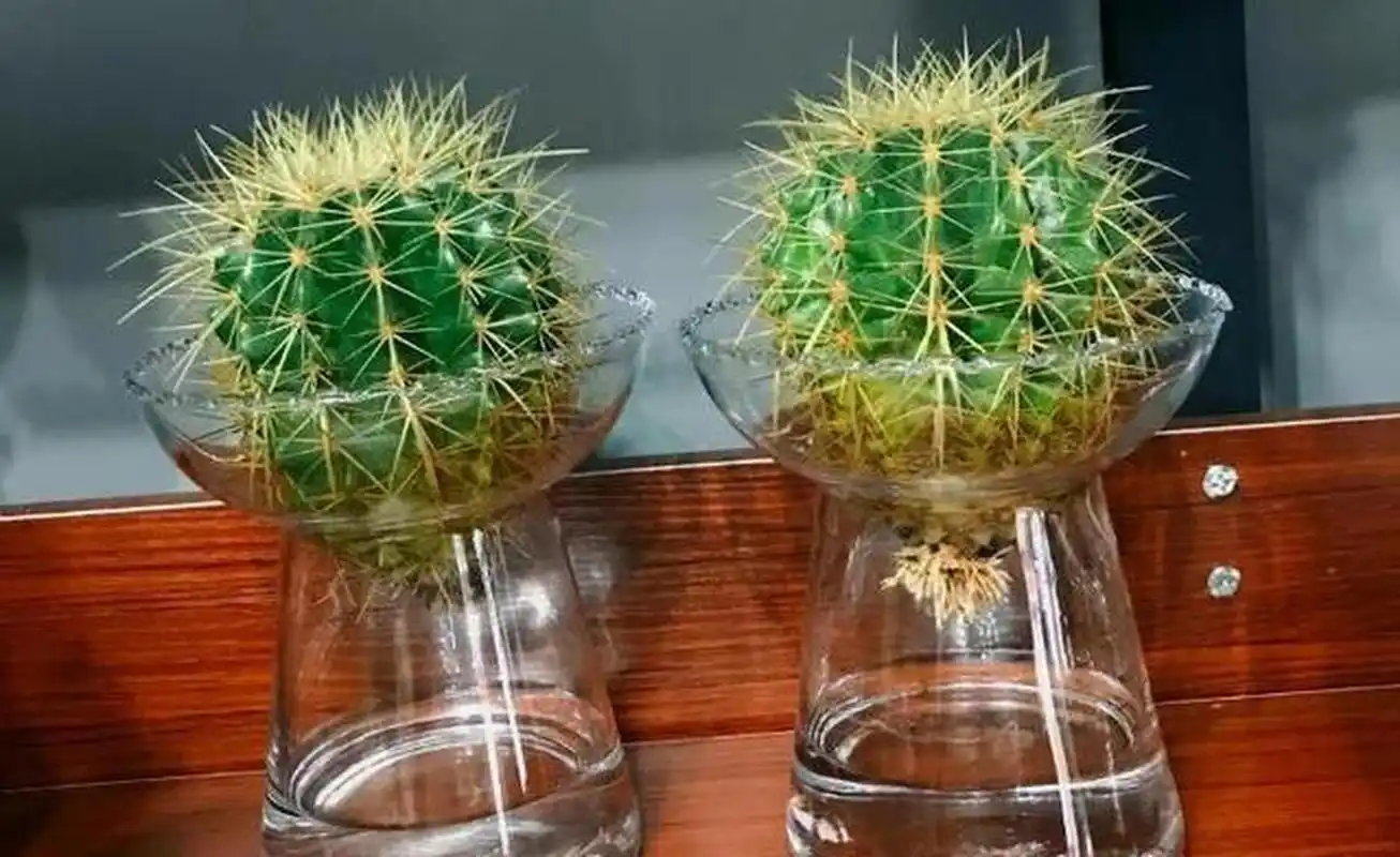 仙人球水培[星星]不信你养不好[星星]仙人球其实水培起来最简单[星星]