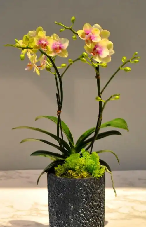 蝴蝶兰盆栽带花发秋冬季容易养花卉客厅室内办公室观花盆景年宵花