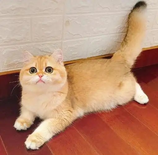 因为它是被称为最有福相的猫咪,优点还特别多,看完,你喜欢吗?