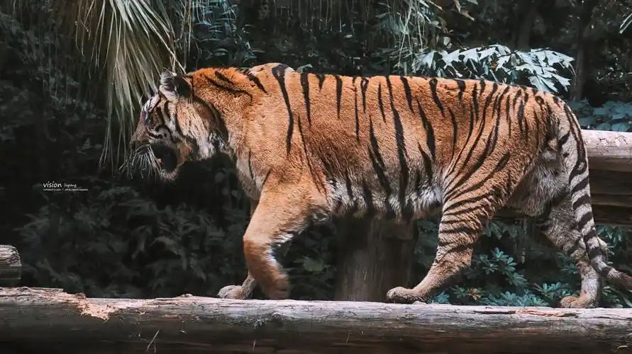 霸气侧漏的老虎广州长隆