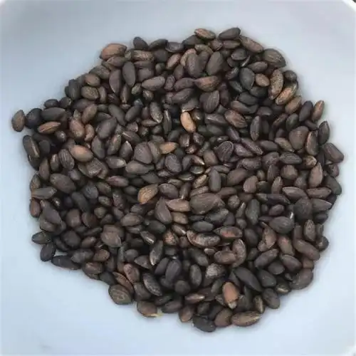 批发油松种籽 当年加工新种子 发芽率高 一级油松种子价格