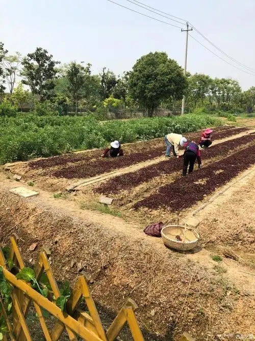种菜的阿姨们