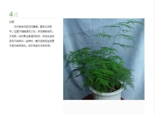 文竹的繁殖方法与养殖诀窍