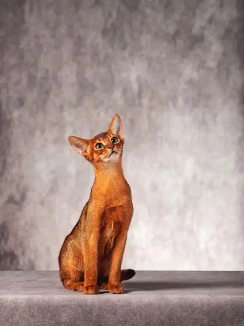 阿比西尼亚猫是宇宙好喵