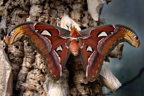 世界上最大的飞蛾你见过吗!