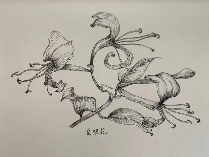 139手绘金银花