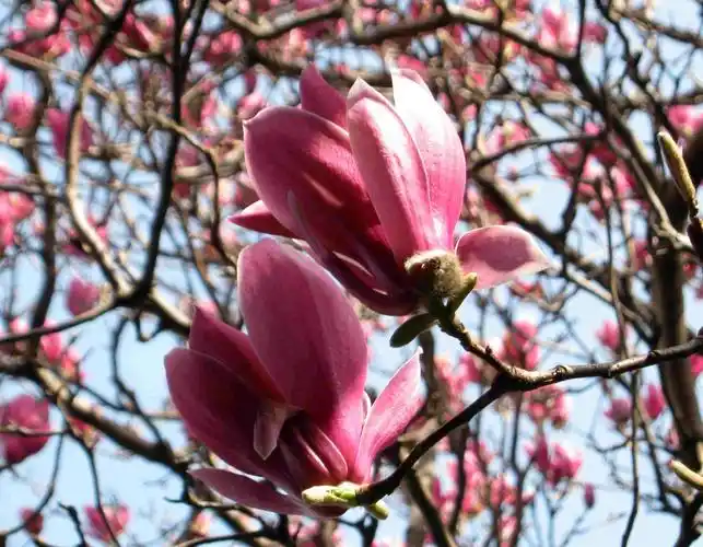 盛开广玉兰之美眉