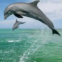 海豚头像可爱海豚头像乖巧可爱的海豚图片