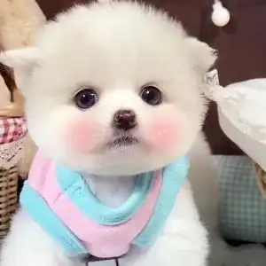 可爱宠物活体迷你图片