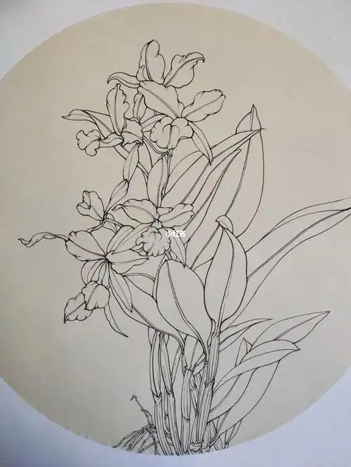 石斛兰花卉速写