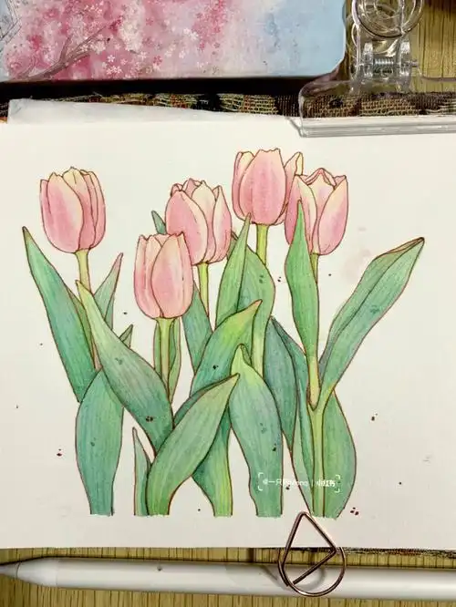 钢笔淡彩春天里的郁金香带线稿