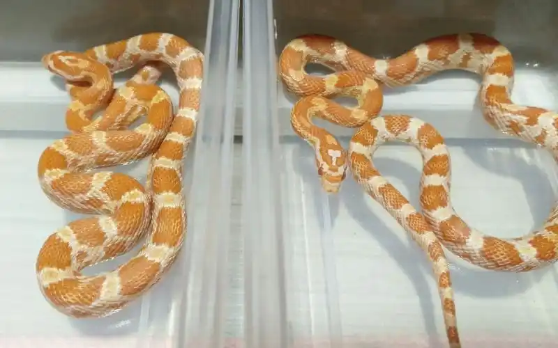 【玉米蛇】开箱!一对奶昔