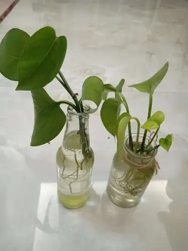 绿萝水培日记 ——徐嘉雪 二(6)班