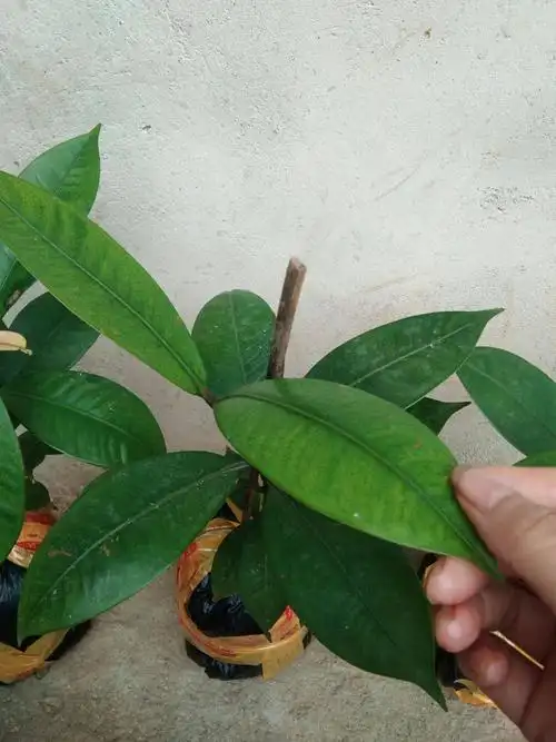 山竹树苗泰国山竹营养土杯发货