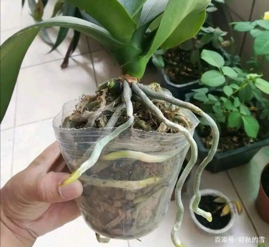 蝴蝶兰养根最关键,常喷点"它",根系发达,植株壮,花梗嗖嗖冒