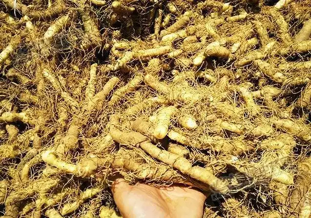 立秋刚过,湖南玉竹已有零星采挖