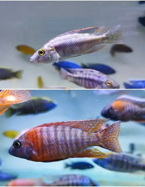 荣郁 三湖慈鲷鱼马鲷非洲王子凤凰鱼中小型耐养易活热带观赏鱼活体