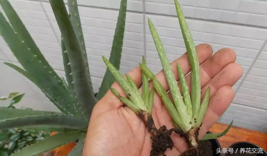 芦荟的养殖方法介绍 芦荟种植方法