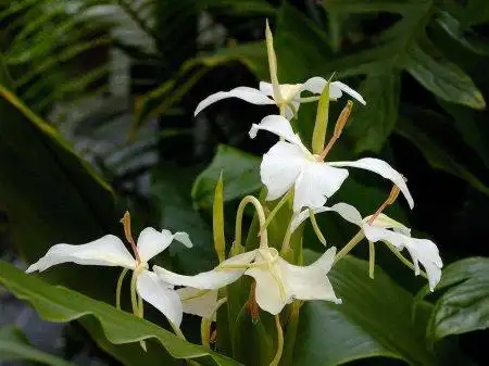 可以养在室内吗?