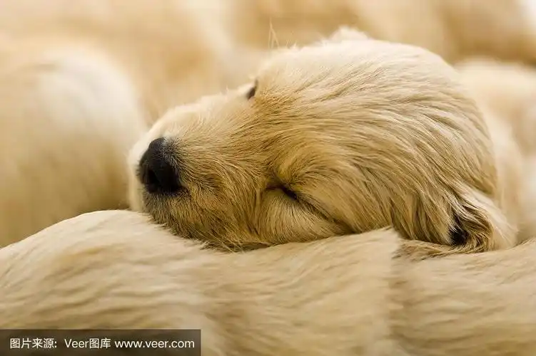 新生的金毛猎犬小狗正在睡觉