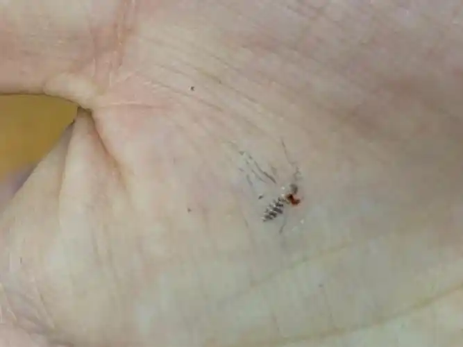 拍死一只大蚊子