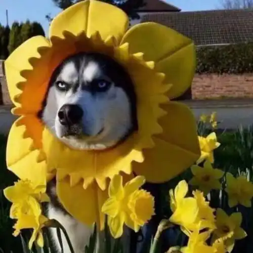 沙雕动物头像 沙雕动物头像图片大全2022_布阁拉