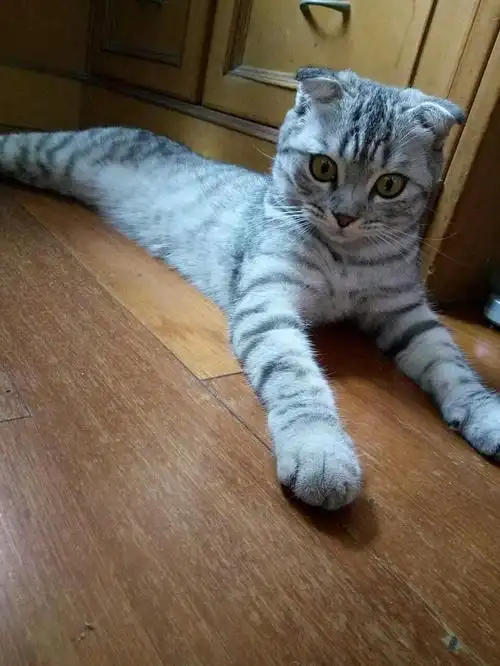 【上海】因个人原因转让美短银虎斑折耳妹妹一只