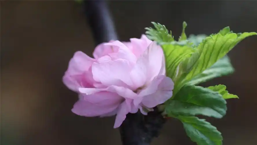 唯美高清郁李花植物桌面壁纸下载