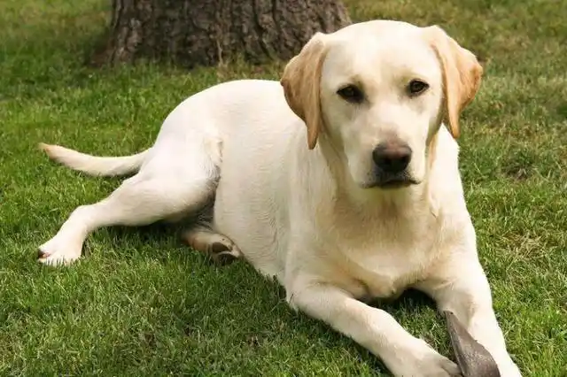 拉布拉多能剪毛吗(拉布拉多剪毛造型)_阁子宠物网