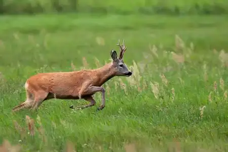 公鹿在奔跑照片