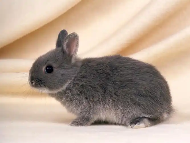 可爱各色经典小兔子壁纸