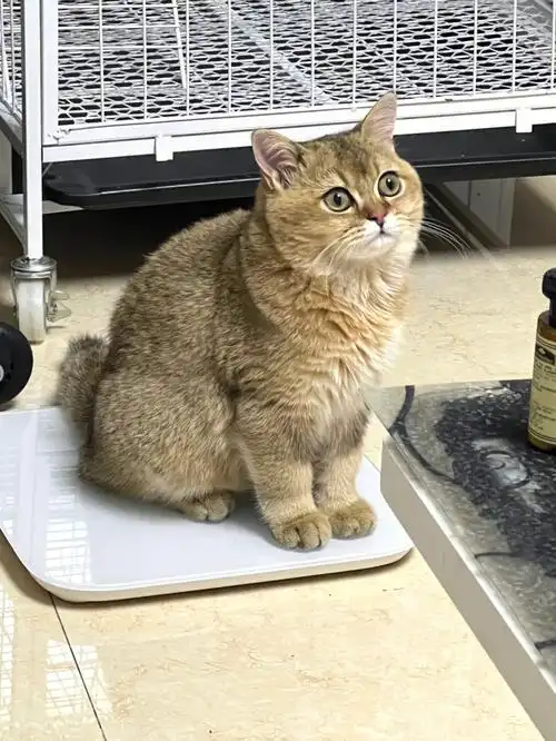 金渐层25色公猫借配