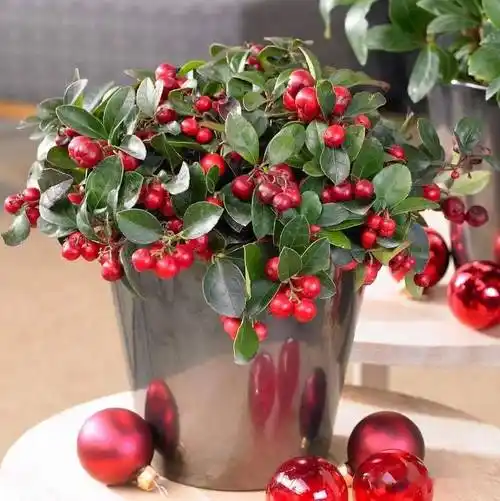 【花园植物】观叶观果的宿根花卉植物平铺白珠树_生产_贝利得_果实