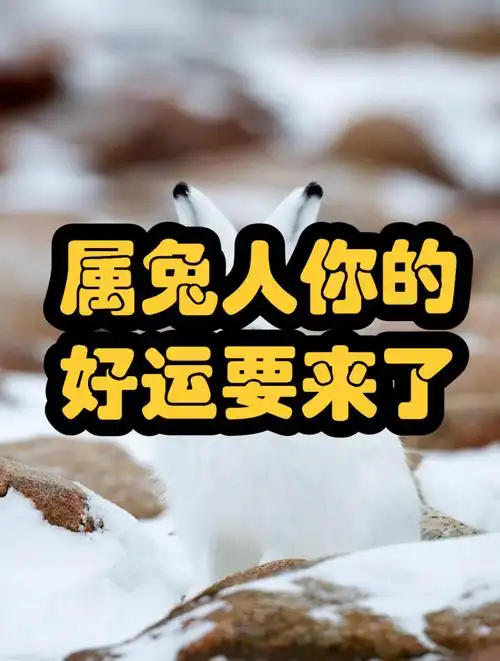 属兔人你的好运要来了