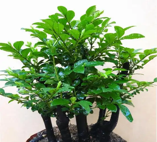 家中养殖小叶紫檀盆景,能够旺财,但是要掌握养殖的方法才可以