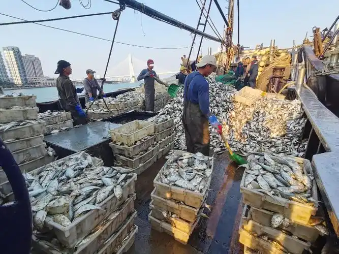 经查,该两艘渔船为双船拖网作业渔船,查获时,两船正位于底拖网禁渔区