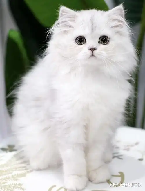 金吉拉猫咪多少钱