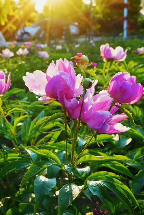 醉人的花相…………芍药