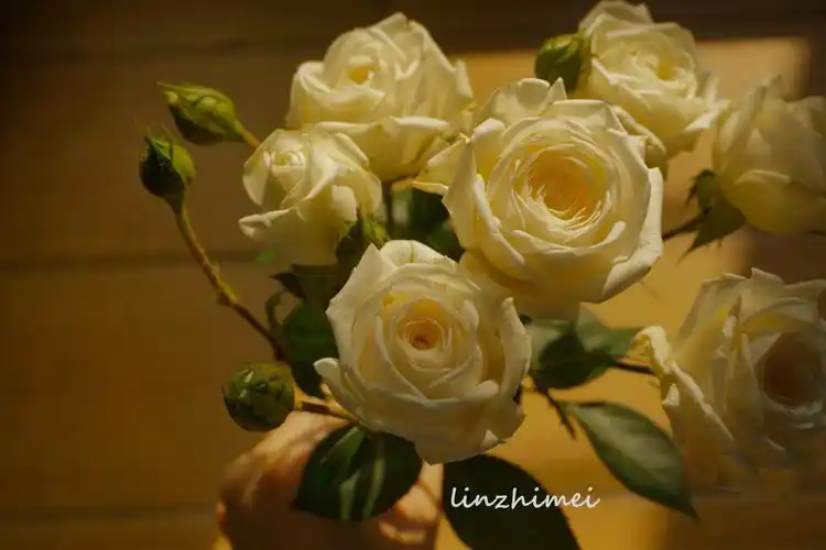 鲜切花小科普:snow ballet玫瑰肯尼亚进口… - 堆糖,美图壁纸兴趣社区