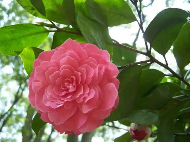 唯美粉色山茶花图片,高清图片