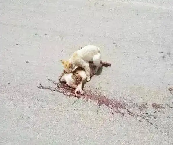 流浪猫被压当场身亡,伙伴不顾安危,不离不弃,画面让人感动!