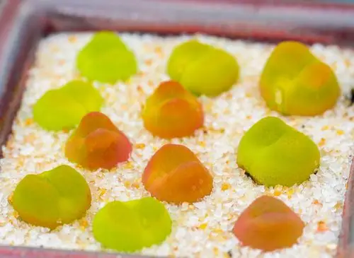 慢悠花房0531精品番杏科毛汉尼汉尼岛田生石花多多肉植物