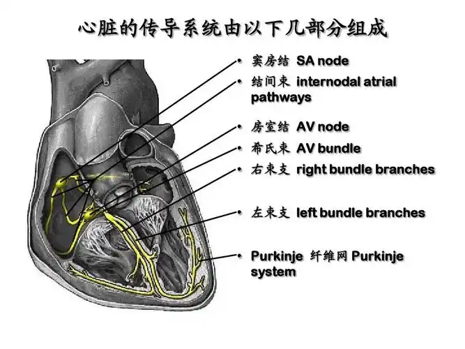 purkinje 纤维网 purkinje system