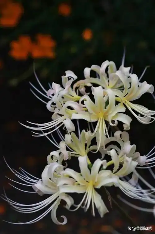 最悲伤的花彼岸花