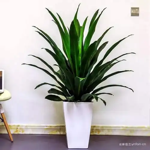 青叶也门铁大盆-重庆建设工地市政绿化盆栽询价采购