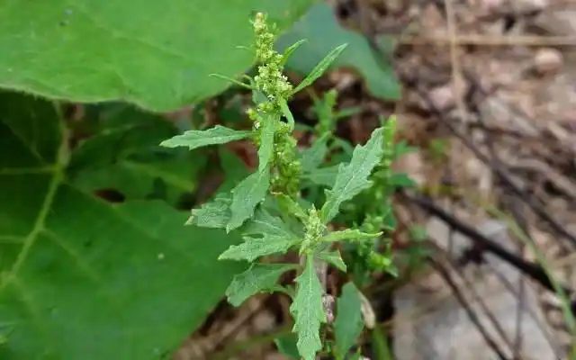 这种植物,蛇见了就跑,人称"驱蛇草",当今好珍贵